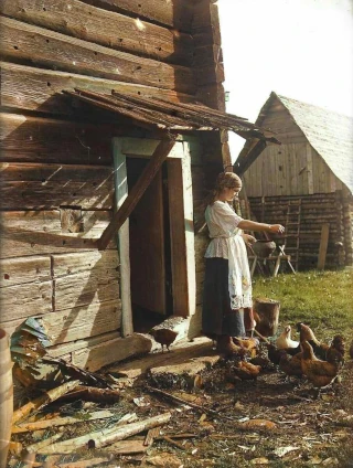  Ленинградская область, Тосненский р-он, город Никольское. Кормление кур. Беликов Александр Антонович. СССР на цветных фотографиях