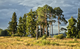  Зкология природы края. Kostroma Pine