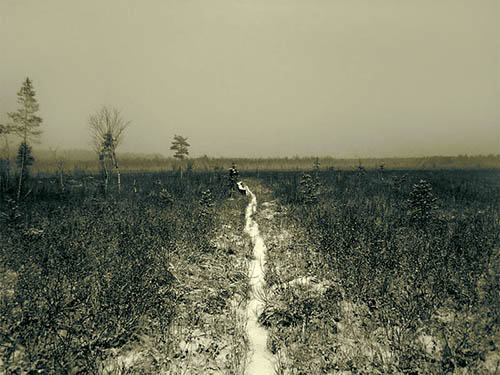 Фотография тропы на болоте "Чистое"