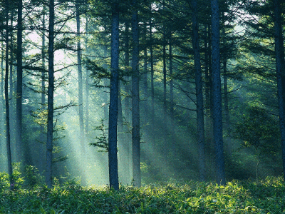 Костромской хвойный лес