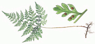  Семейство Кочедыжниковые. Растения Верхнего Поволжья