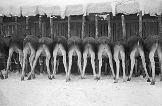 Развитие советской репортажной фотографии
