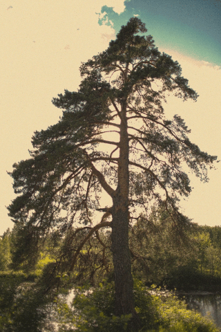  Kostroma Pine