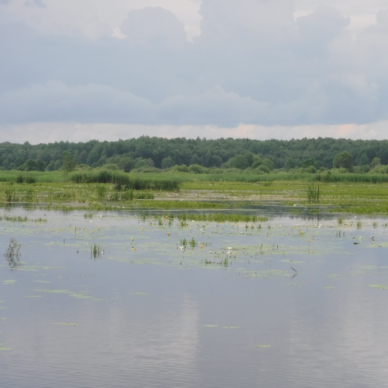  Озеро Фоминское почти сплошь заросло водной растительностью