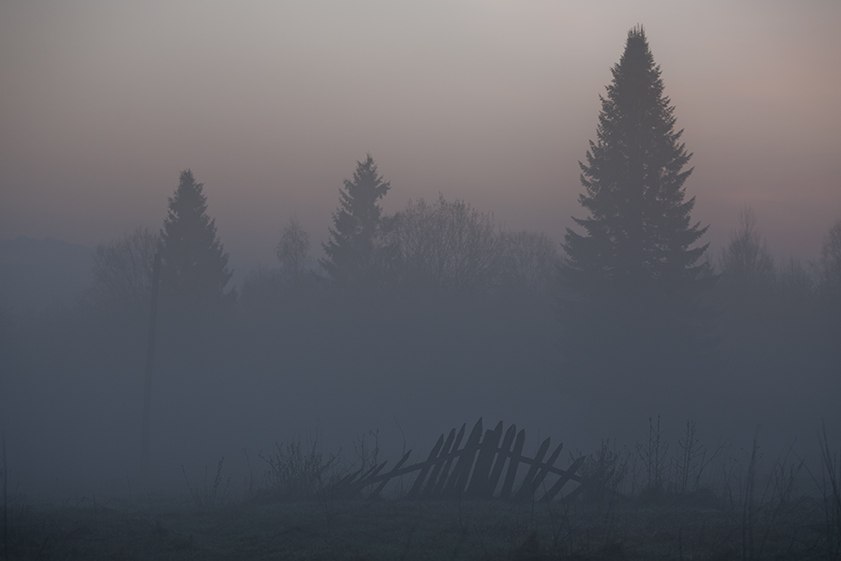 туман в лесу