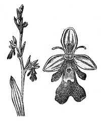 Офрис насекомоносный - растения Костромской области