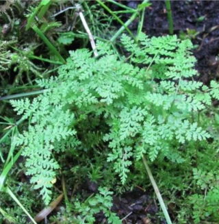  Корневищник горный. Солигаличский р-н