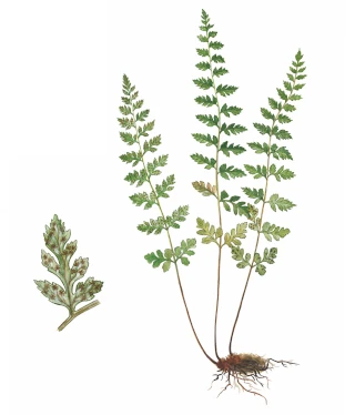  Семейство Кочедыжниковые – Athyriaceae. Фото. Т.Н. Катаева. Вид, находящийся под угрозой исчезновения