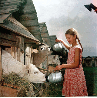  Портрет девушки на племсовхозе