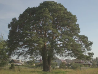  Пригородные места отдыха. Зкология природы края