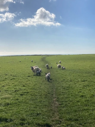  Выпас овец в солнечный день. Tatiana Khandurova