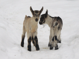 Марина Васина. Goat kids. Kologriv winter.