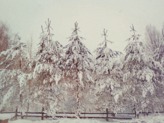  Марина Васина. Кологривский лес в снегу. Kologriv winter.
