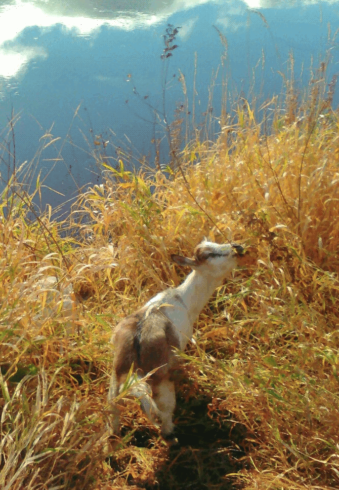  Домашние животные