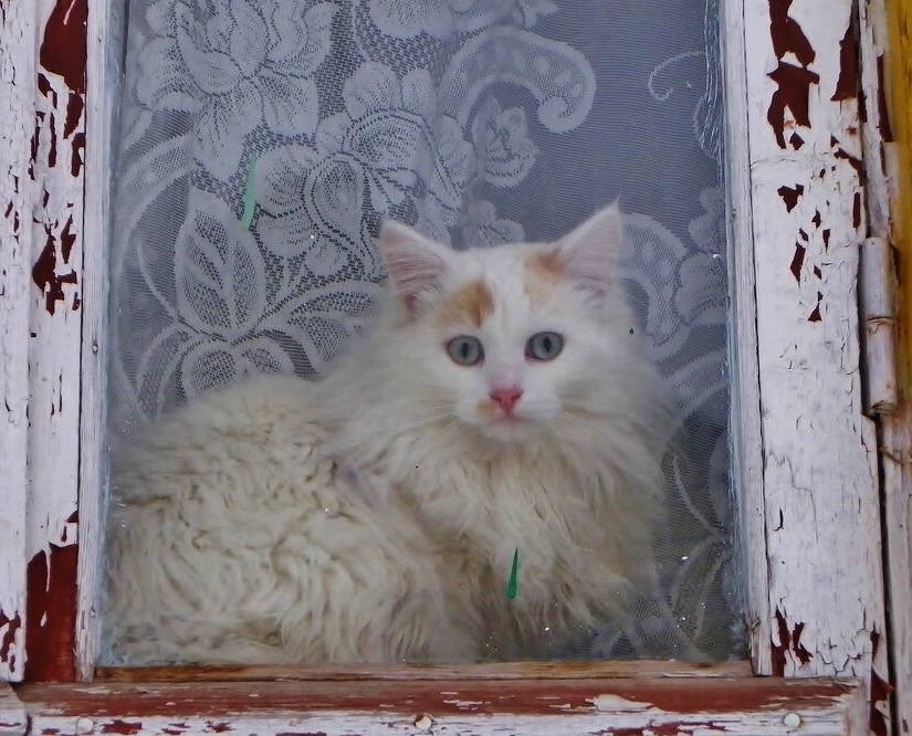  Домашние животные на фотографиях