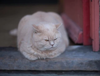  Кошки так похожи на людей