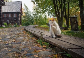 Кошки на фоне архитектуры