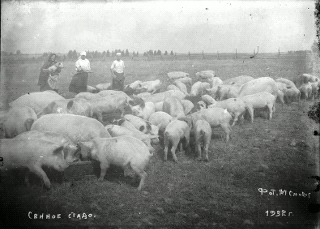  Smodor M.M. Pork herd