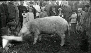  Smodor M.M. Pig