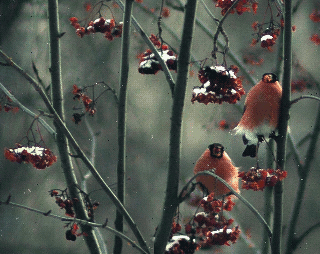 Timur Kostroma. Bullfinches on mountain ash