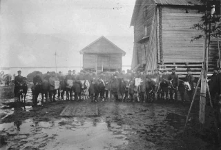  Костромская губерния. Животноводство. Номер кадра в Госкаталоге 26425185. Номер по КП (ГИК):МАВМ ОФ-404